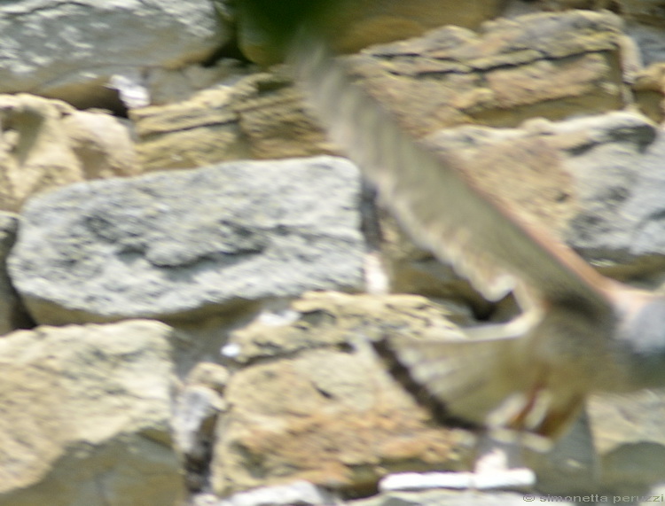 Falco tinnunculus / Gheppio